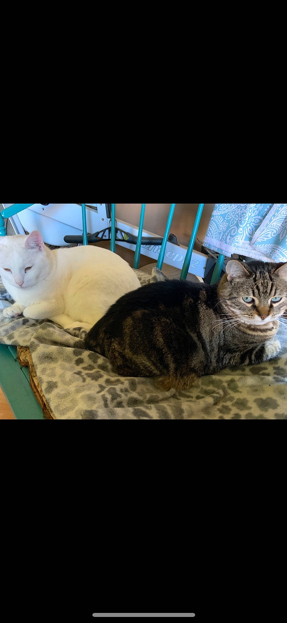 Abigail is registered to the contest to win money with this photo: art, carnivore, cat, cat_supply, comfort, domestic_short_haired_cat, felidae, fur, nap, paw, pet_supply, photo_caption, sitting, small_to_medium_sized_cats, snout, tail, terrestrial_animal, whiskers