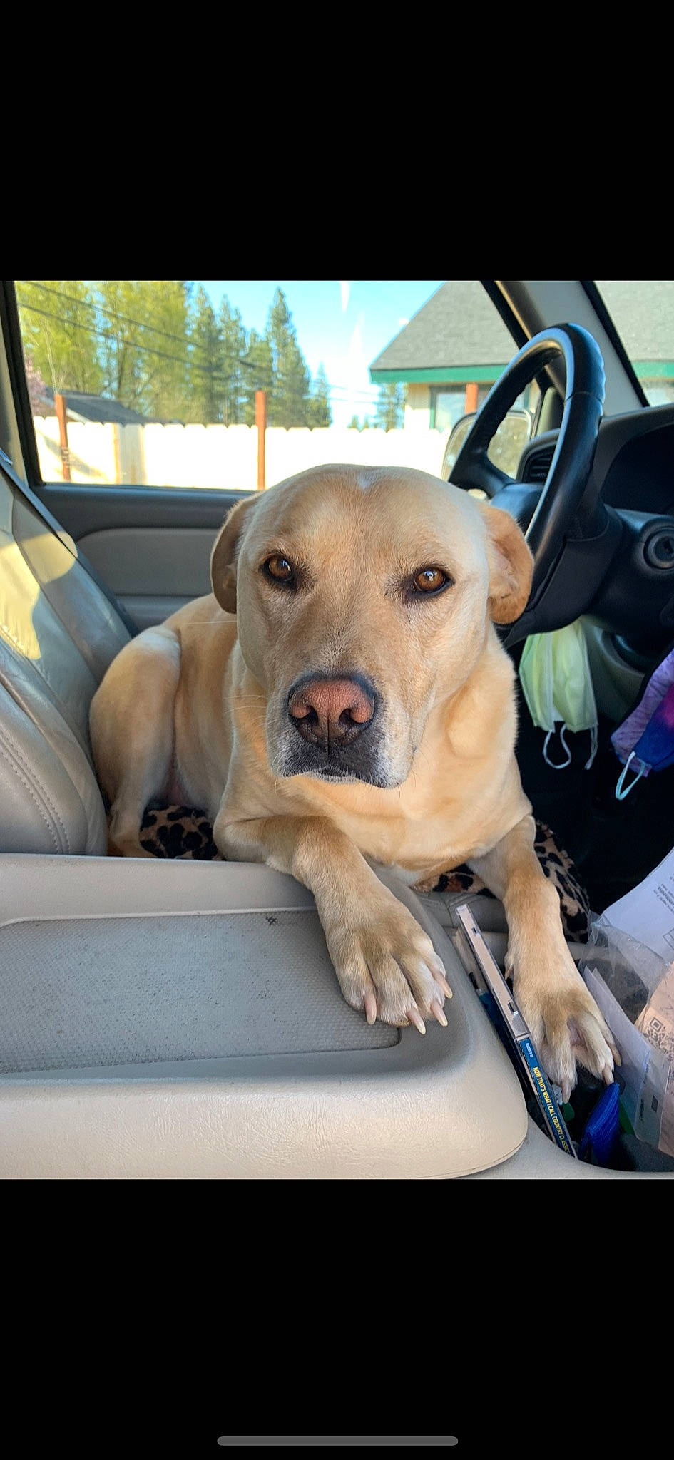 Bo joined the competition — help win amazing prizes! automotive_exterior, canidae, car, car_seat, carnivore, collar, companion_dog, dog, dog_breed, dog_collar, fawn, motor_vehicle, snout, sporting_group, vehicle, vehicle_door, vertebrate, whiskers, window, working_animal