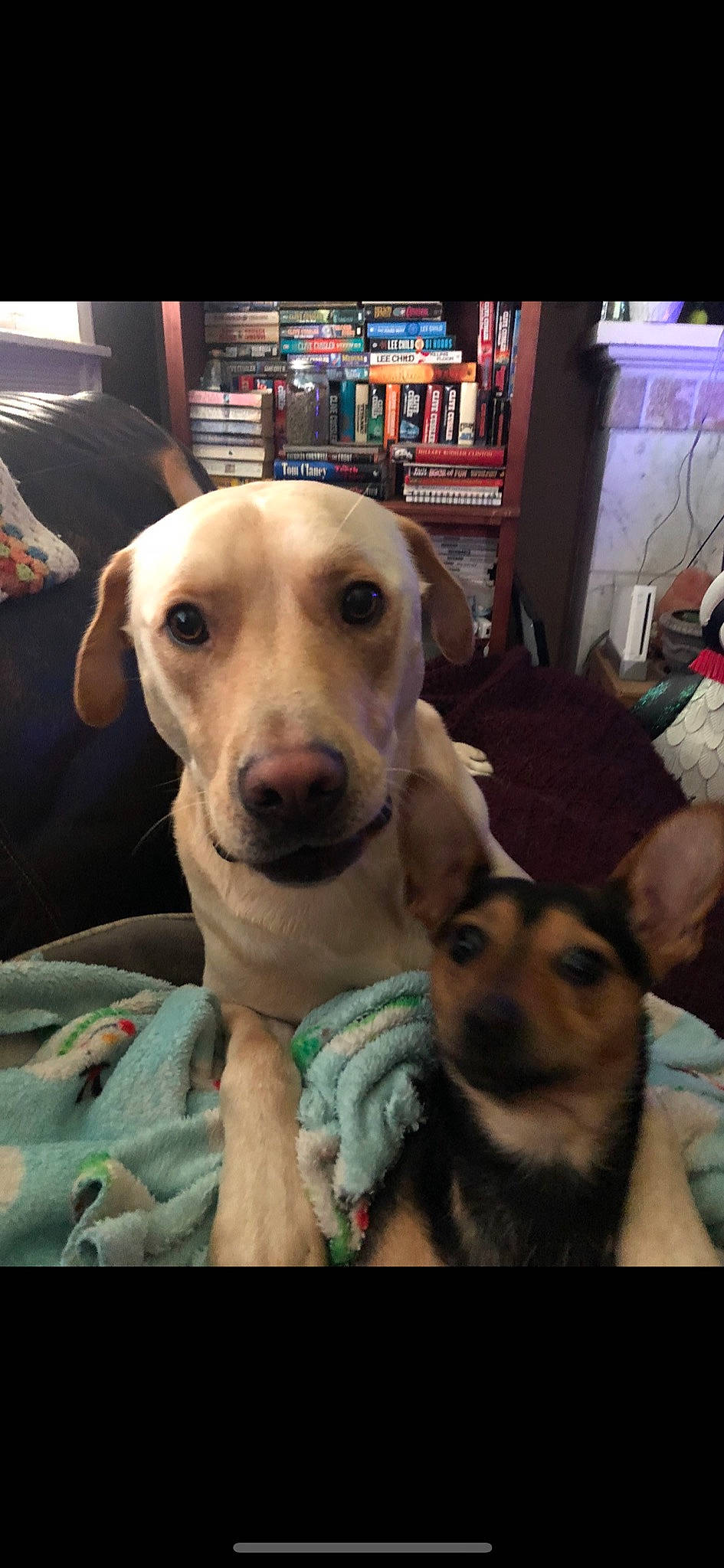 Bo joined the competition — help win amazing prizes! bookcase, carnivore, comfort, companion_dog, dog, dog_breed, ear, fawn, fur, jaw, mammal, picture_frame, puppy_love, selfie, shelf, smile, snout, vertebrate, whiskers, working_animal