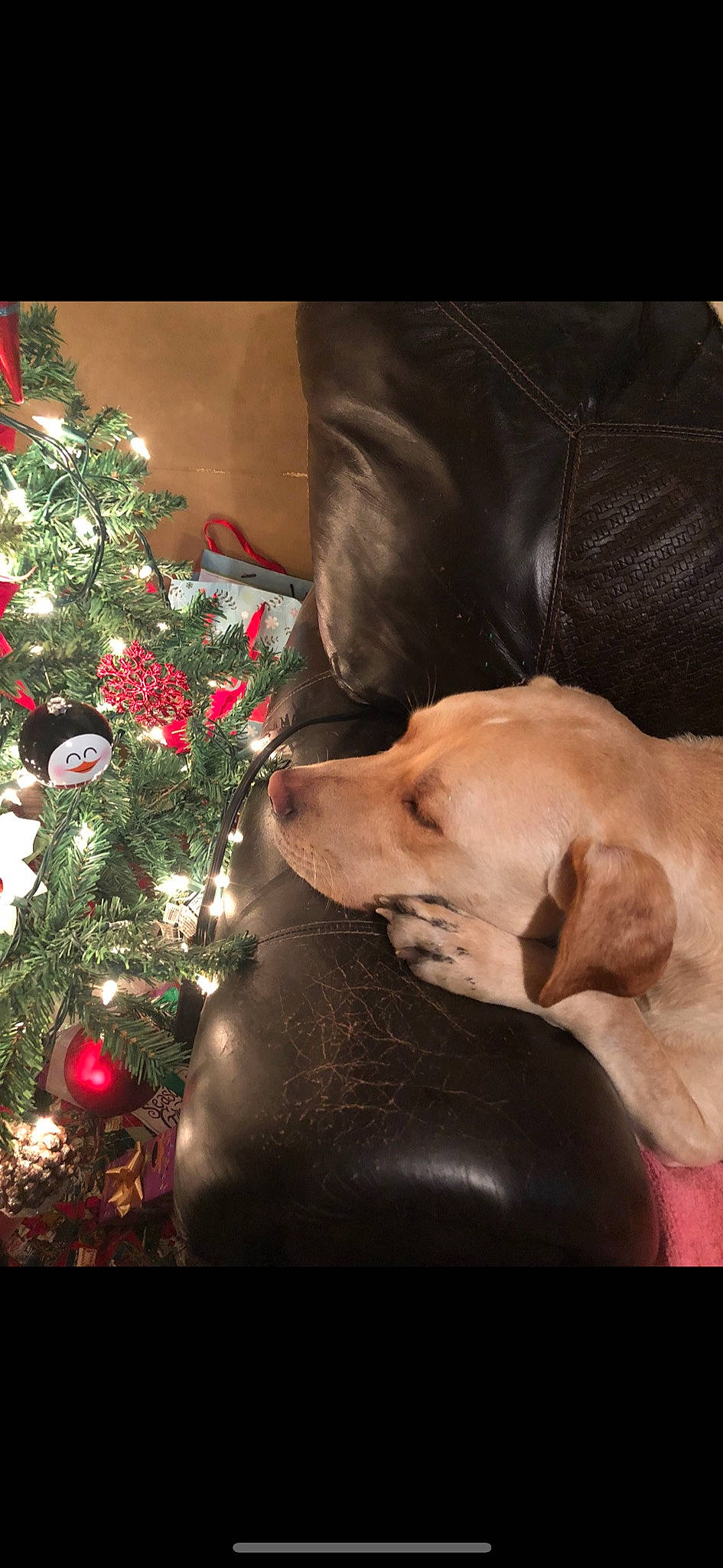 Bo joined the competition — help win amazing prizes! canidae, carnivore, christmas, christmas_decoration, christmas_eve, christmas_ornament, christmas_tree, comfort, companion_dog, conifer, dog, dog_breed, event, evergreen, fawn, holiday, holiday_ornament, ornament, plant, tree