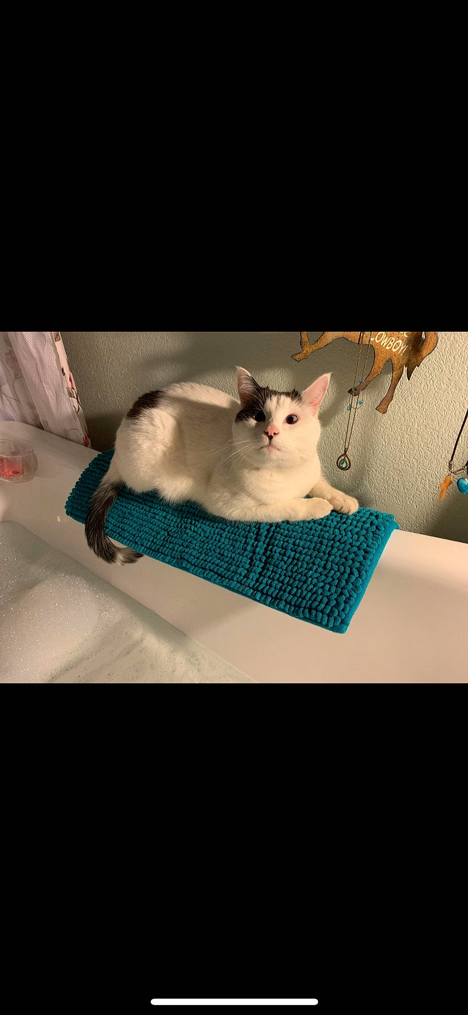 Charlie is registered to the contest to win money with this photo: canidae, carnivore, chinchilla, comfort, companion_dog, fawn, felidae, fur, hamster, linens, mouse, muroidea, rat, rodent, room, small_to_medium_sized_cats, sports_equipment, tail, whiskers, white_footed_mice