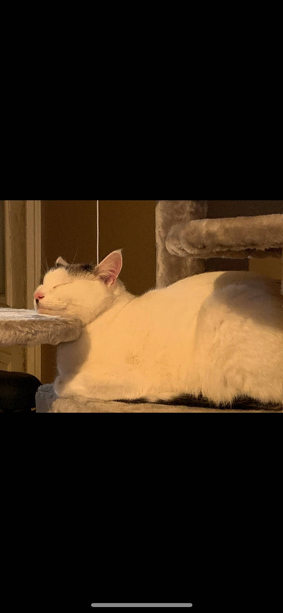 Charlie joined the competition — help win amazing prizes! canidae, carnivore, cat, comfort, darkness, domestic_short_haired_cat, felidae, fur, grey, monochrome, monochrome_photography, paw, room, sitting, sky, small_to_medium_sized_cats, snout, tail, tints_and_shades, whiskers