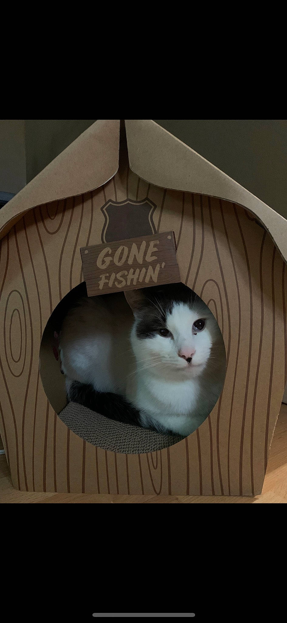 Charlie joined the competition — help win amazing prizes! automotive_tire, box, cardboard, carnivore, cat, cat_supply, circle, domestic_short_haired_cat, eye, felidae, font, fur, grey, pet_supply, small_to_medium_sized_cats, snout, tail, whiskers, window, wood