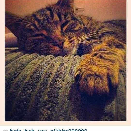 Tiger is registered to the contest to win money with this photo: