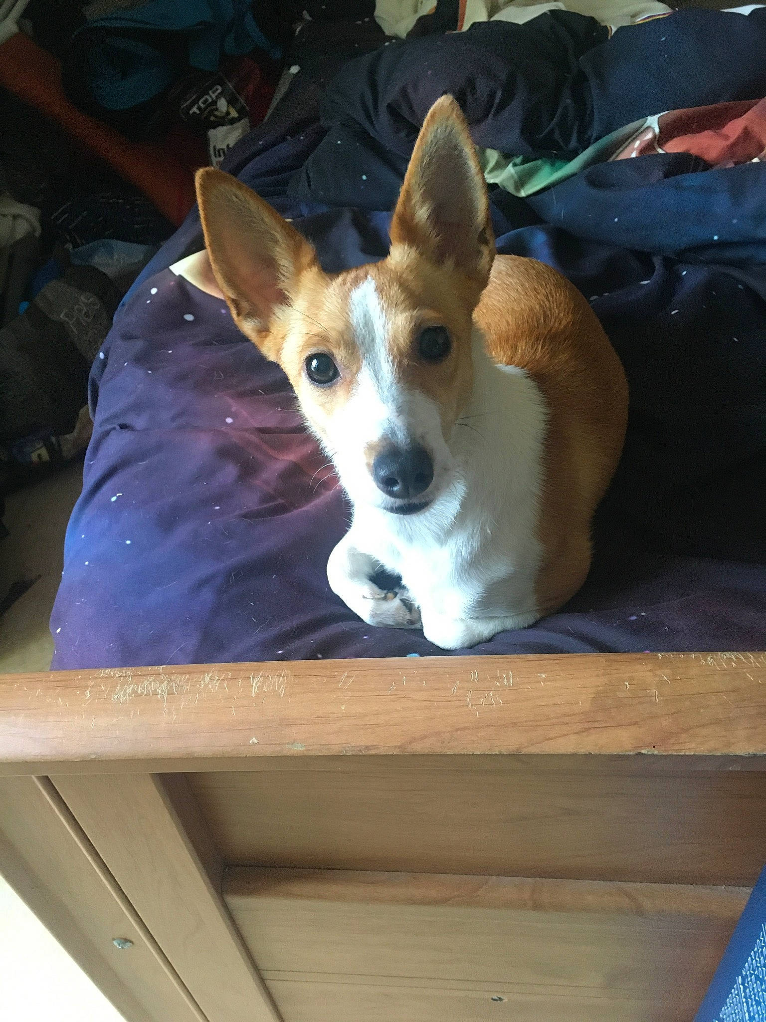 Chipie participe au concours pour gagner de l'argent avec cette photo : canidae, carnivore, comfort, companion_dog, corgi_chihuahua, dog, dog_breed, dog_supply, fawn, non_sporting_group, sitting, snout, sporting_group, table, terrestrial_animal, toy_dog, whiskers, wood, working_animal