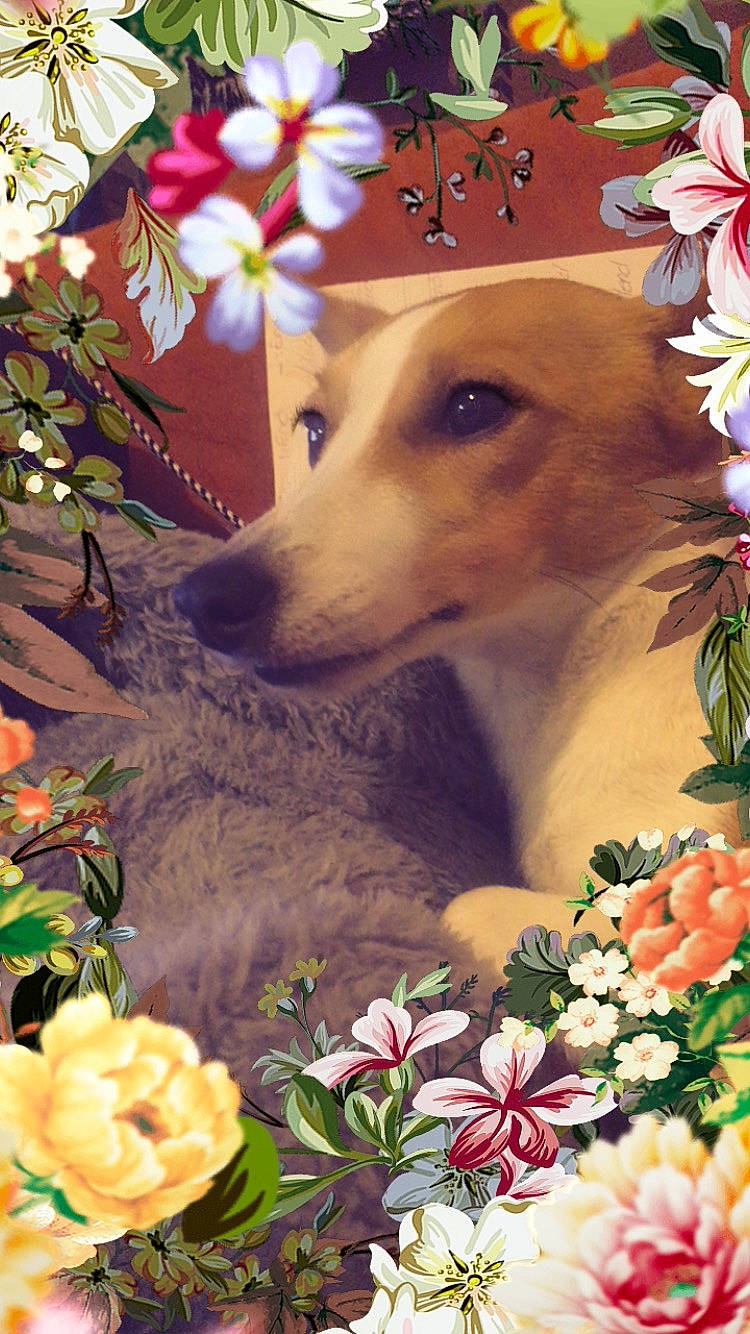 Chipie a rejoint le concours — aidez-le/la à gagner de superbes lots ! art, beauty, botany, carnivore, companion_dog, cut_flowers, dog, dog_breed, fawn, floral_design, floristry, flower, flower_arranging, grass, painting, petal, plant, spring, whiskers, white