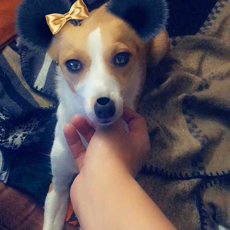 Chipie