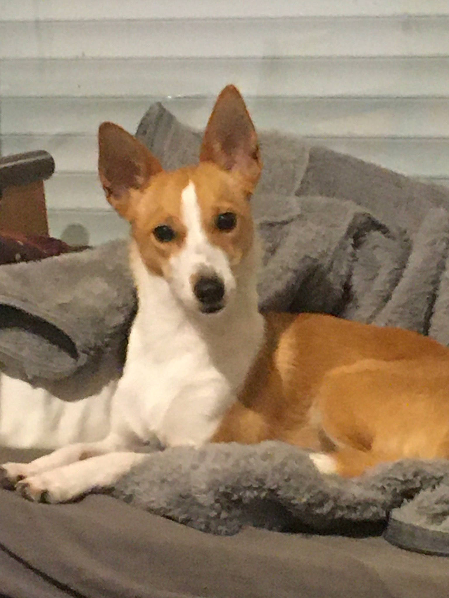 Chipie a rejoint le concours — aidez-le/la à gagner de superbes lots ! ancient_dog_breeds, canidae, carnivore, companion_dog, dog, dog_breed, fawn, non_sporting_group, snout, sporting_group, terrestrial_animal, whiskers, working_animal