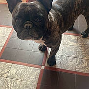 Popeye a rejoint le concours — aidez-le/la à gagner de superbes lots ! dog, french_bulldog, pet, animal, brindle, black_dog, standing, portrait, face, ears, snout, eyes, indoors, tiled_floor, red_pet_bed, home, photography, looking_at_camera, short-haired, companion_animal