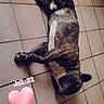 dog, brindle, pet, animal, lying_down, floor, tile, bathroom, indoor, black_and_white, brown, white, sleeping, relaxed, sprawled, paws, tail, portrait, heart, date