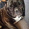 dog, french_bulldog, brindle, pet, animal, canine, face, wrinkles, bat_ears, white_chest, paws, claws, lying_down, resting, couch, sofa, indoor, portrait, grumpy, funny