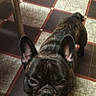 dog, french_bulldog, pet, animal, portrait, indoors, floor, checkerboard, leopard_print, fabric, black_dog, standing, looking_at_camera, ears, wrinkles, snout, eyes, home, furniture, photography