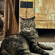 Mouse is registered to the contest to win money with this photo: cat, tabby_cat, animal, pet, carpet, wooden_cabinet, broom, indoor, furniture, floor, fur, whiskers, ears, relaxed, curious, domestic, mammal, home, resting, close_up