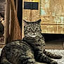 cat, tabby_cat, animal, pet, carpet, wooden_cabinet, broom, indoor, furniture, floor, fur, whiskers, ears, relaxed, curious, domestic, mammal, home, resting, close_up