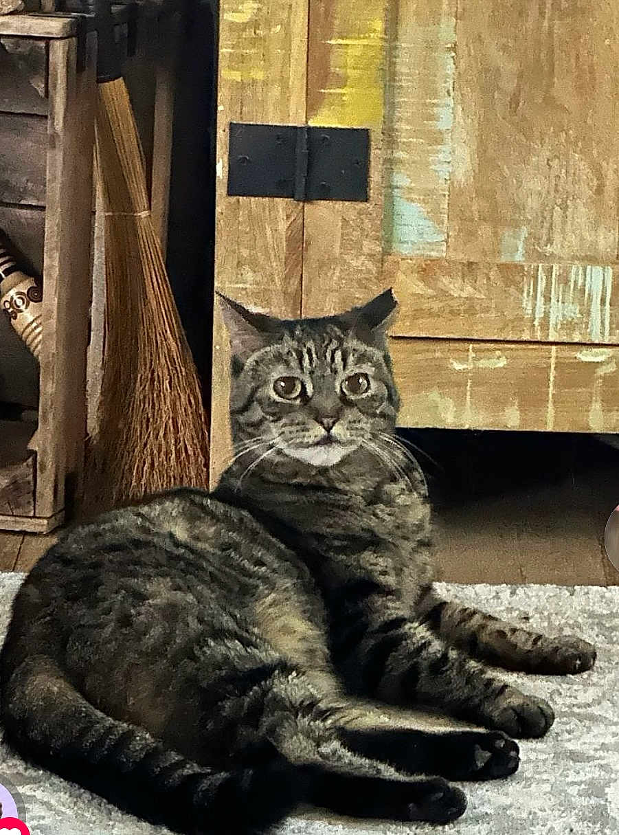 Mouse is registered to the contest to win money with this photo: cat, tabby_cat, animal, pet, carpet, wooden_cabinet, broom, indoor, furniture, floor, fur, whiskers, ears, relaxed, curious, domestic, mammal, home, resting, close_up