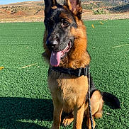 Max participe au concours pour gagner de l'argent avec cette photo : german_shepherd, dog, canine, pet, outdoor, field, grass, leash, sunny, blue_sky, ears_up, tongue_out, animal, mammal, nature, sitting, alert, daytime, companion, friendly