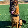 alert, animal, blue_sky, canine, companion, daytime, dog, ears_up, field, friendly, german_shepherd, grass, leash, mammal, nature, outdoor, pet, sitting, sunny, tongue_out