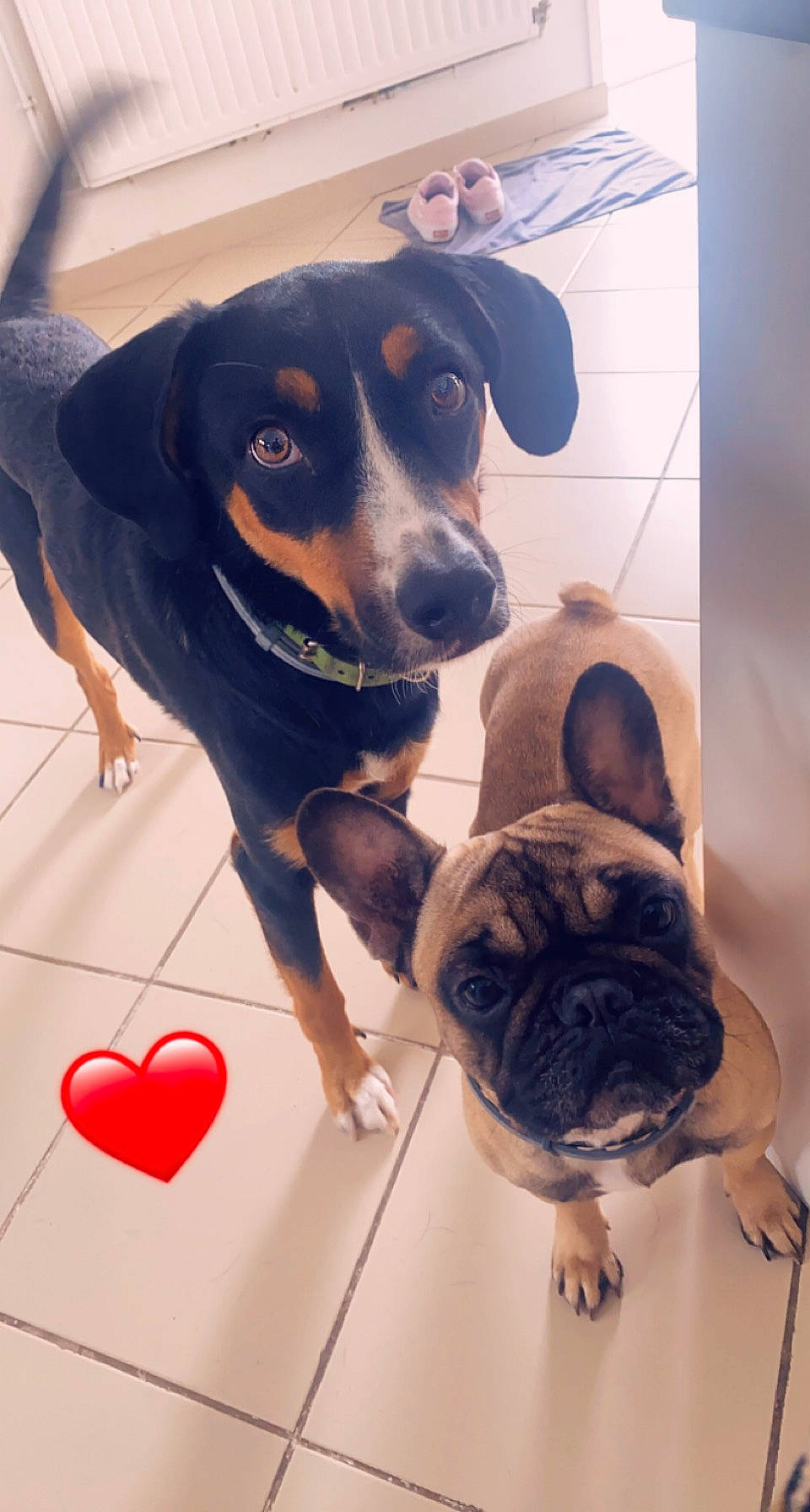 Ohana Et Peps participe au concours pour gagner de l'argent avec cette photo : art, canidae, carnivore, companion_dog, dog, dog_breed, fawn, flooring, mammal, paw, personal_protective_equipment, pug, snout, sporting_group, toy_dog, vertebrate, whiskers, working_animal, working_dog, wrinkle