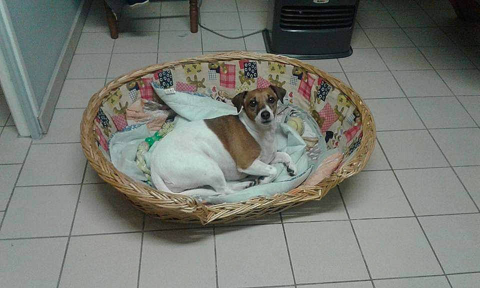 Vanille a rejoint le concours — aidez-le/la à gagner de superbes lots ! canidae, carnivore, companion_dog, dog, dog_bed, dog_breed, fox_terrier, jack_russell_terrier, rat_terrier