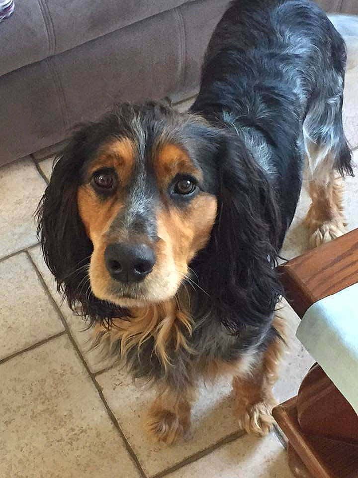 Réglisse a rejoint le concours — aidez-le/la à gagner de superbes lots ! canidae, carnivore, cocker_spaniel, companion_dog, dog, dog_breed, mammal, rare_breed_dog, russian_spaniel, snout, spaniel, sporting_group, vertebrate