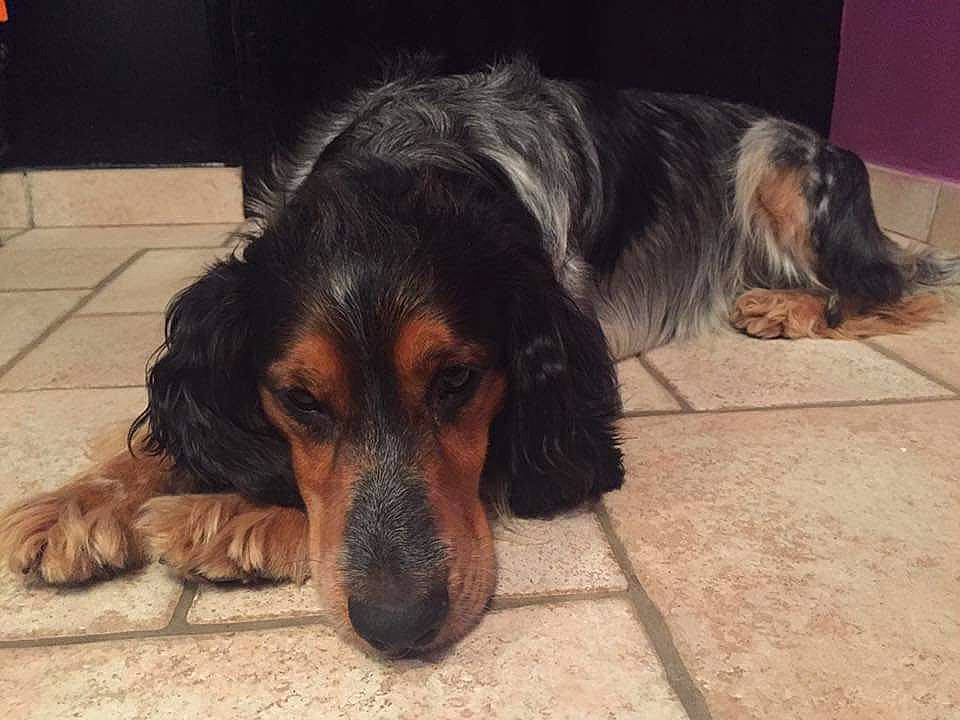 Réglisse participe au concours pour gagner de l'argent avec cette photo : canidae, carnivore, companion_dog, dog, dog_breed, english_cocker_spaniel, gordon_setter, mammal, rare_breed_dog, russian_spaniel, setter, snout, spaniel, sporting_group, vertebrate