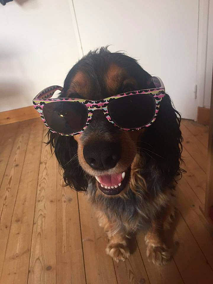 Réglisse participe au concours pour gagner de l'argent avec cette photo : canidae, carnivore, dog, dog_breed, english_cocker_spaniel, eyewear, fur, glasses, goggles, setter, snout, spaniel, sporting_group, sunglasses, vision_care