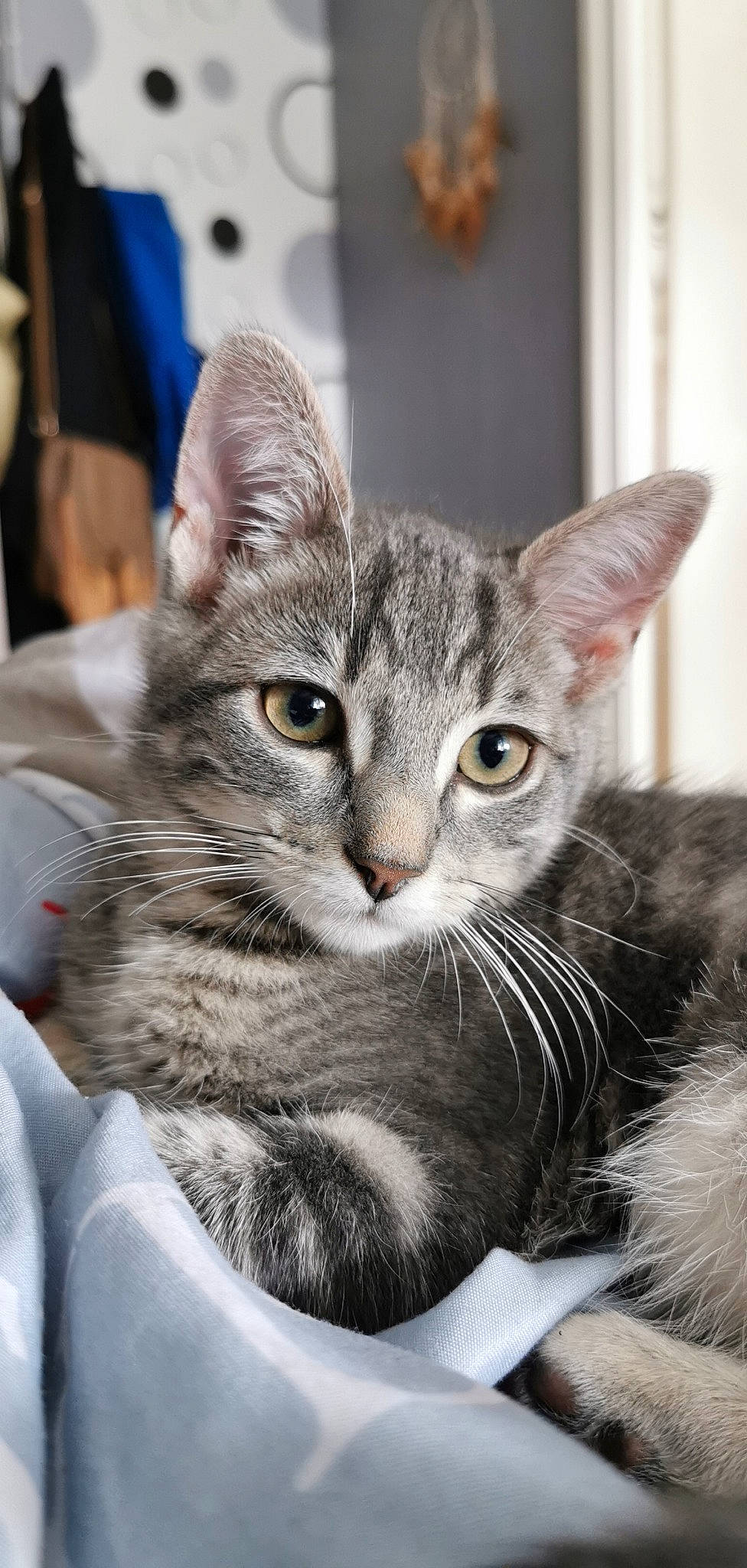 Praline participe au concours pour gagner de l'argent avec cette photo : aegean_cat, american_curl, american_shorthair, american_wirehair, asian, australian_mist, carnivore, cat, domestic_short_haired_cat, dragon_li, egyptian_mau, european_shorthair, felidae, kitten, mammal, small_to_medium_sized_cats, snout, tabby_cat, vertebrate, whiskers