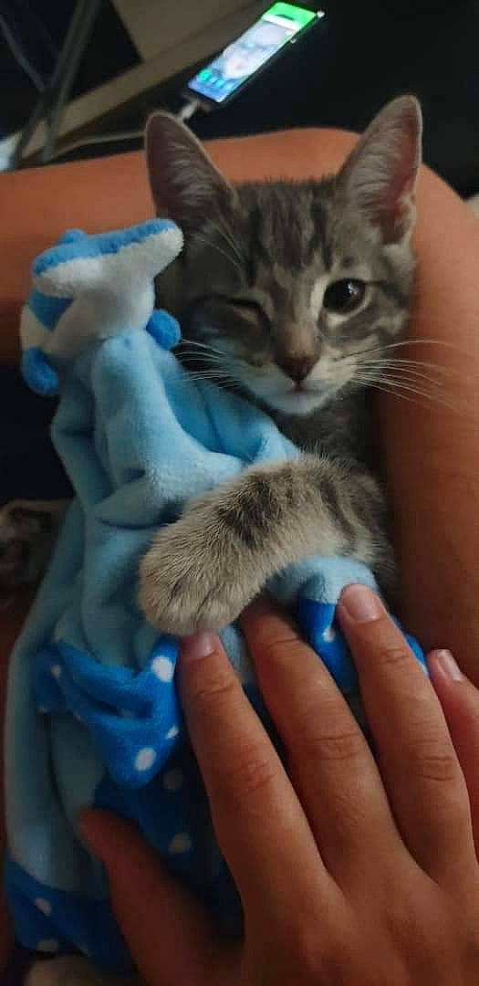 Praline participe au concours pour gagner de l'argent avec cette photo : asian, carnivore, cat, domestic_short_haired_cat, european_shorthair, fawn, felidae, german_rex, hand, kitten, mammal, ojos_azules, oriental_longhair, oriental_shorthair, pixie_bob, polydactyl_cat, russian_blue, singapura, small_to_medium_sized_cats, whiskers