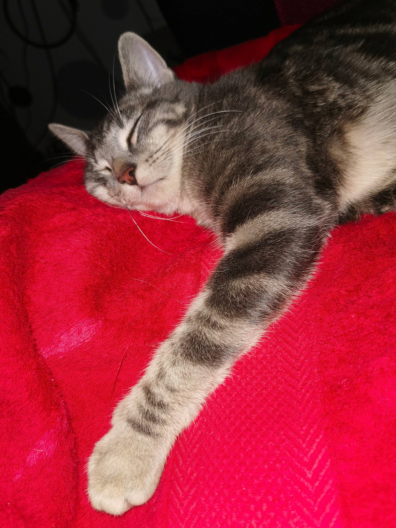 Praline a rejoint le concours — aidez-le/la à gagner de superbes lots ! american_shorthair, american_wirehair, asian, carnivore, cat, claw, domestic_short_haired_cat, dragon_li, european_shorthair, felidae, fur, kitten, mammal, paw, polydactyl_cat, small_to_medium_sized_cats, tabby_cat, tail, vertebrate, whiskers