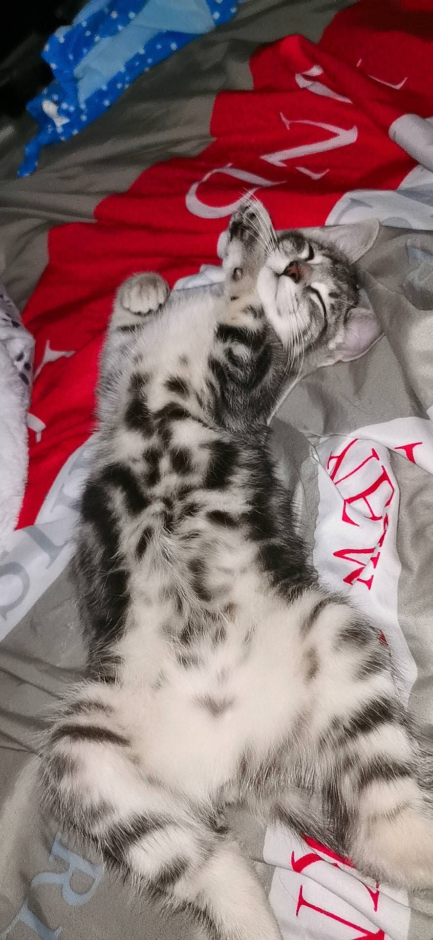 Praline a rejoint le concours — aidez-le/la à gagner de superbes lots ! american_shorthair, asian, carnivore, cat, egyptian_mau, european_shorthair, felidae, fur, kitten, mammal, small_to_medium_sized_cats, tabby_cat, tail, whiskers