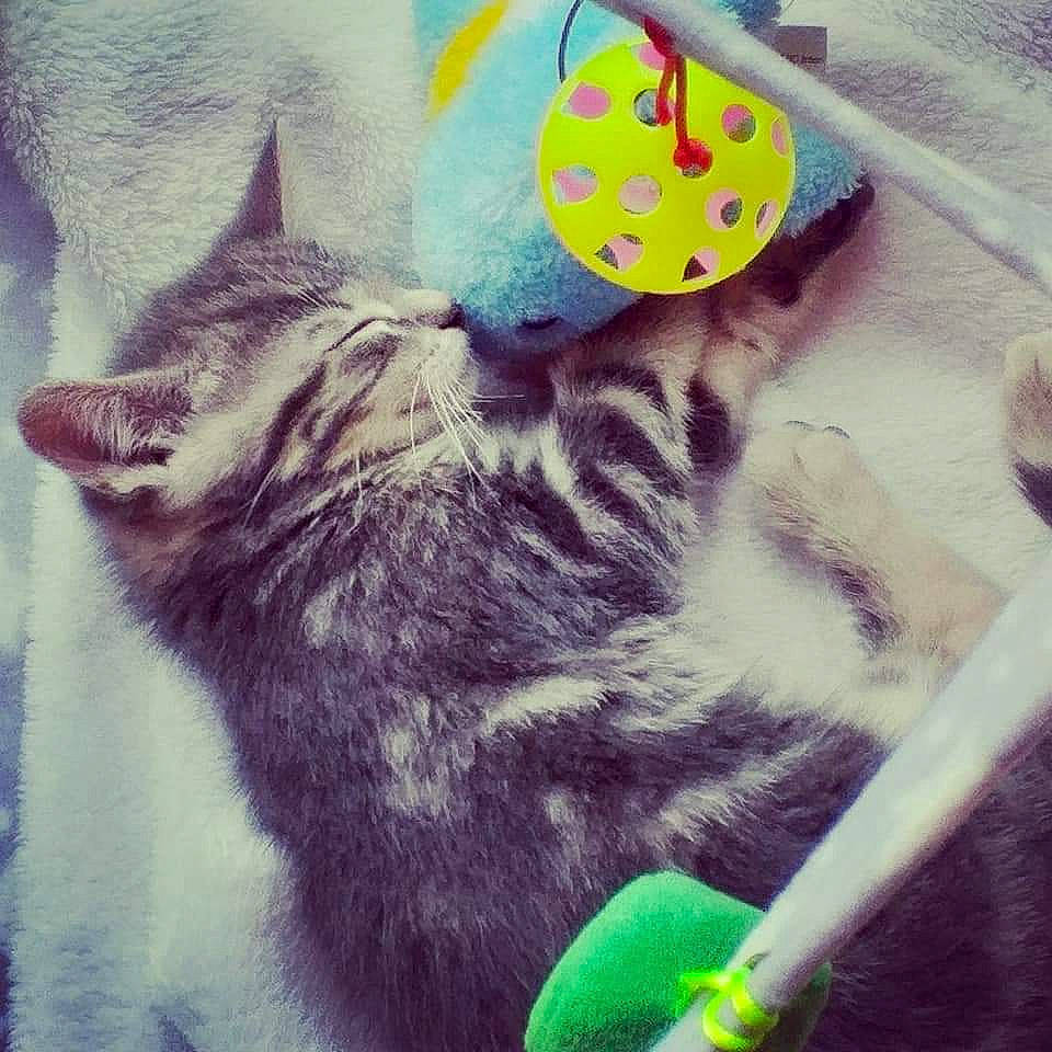 Praline a rejoint le concours — aidez-le/la à gagner de superbes lots ! american_shorthair, carnivore, cat, domestic_short_haired_cat, european_shorthair, felidae, illustration, kitten, small_to_medium_sized_cats, tabby_cat, tail, whiskers