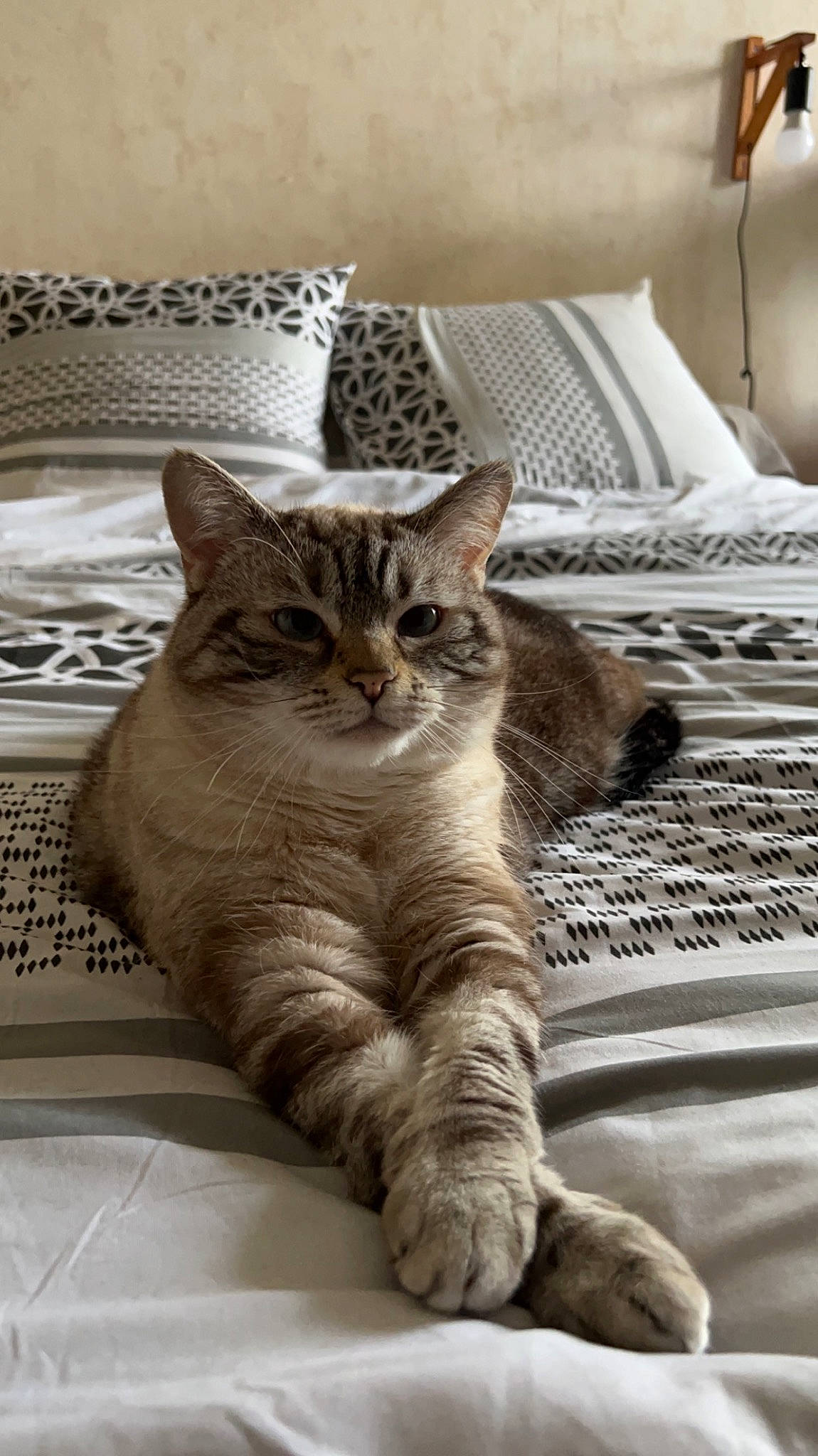 Ruby a rejoint le concours — aidez-le/la à gagner de superbes lots ! carnivore, cat, claw, comfort, computer_keyboard, domestic_short_haired_cat, fawn, felidae, flooring, fur, grey, linens, paw, small_to_medium_sized_cats, snout, tail, terrestrial_animal, whiskers, window, wood