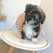 Benji participe au concours pour gagner de l'argent avec cette photo : puppy, dog, pet, cute, fluffy, chair, white_chair, wooden_legs, indoor, home, cushion, tilted_head, curious, small_dog, floor, minimalist, decor, sitting, adorable, animal