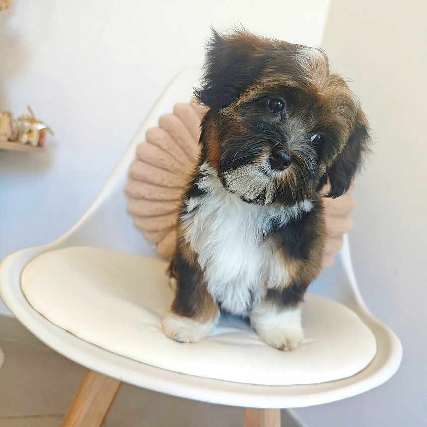 Benji participe au concours pour gagner de l'argent avec cette photo : puppy, dog, pet, cute, fluffy, chair, white_chair, wooden_legs, indoor, home, cushion, tilted_head, curious, small_dog, floor, minimalist, decor, sitting, adorable, animal