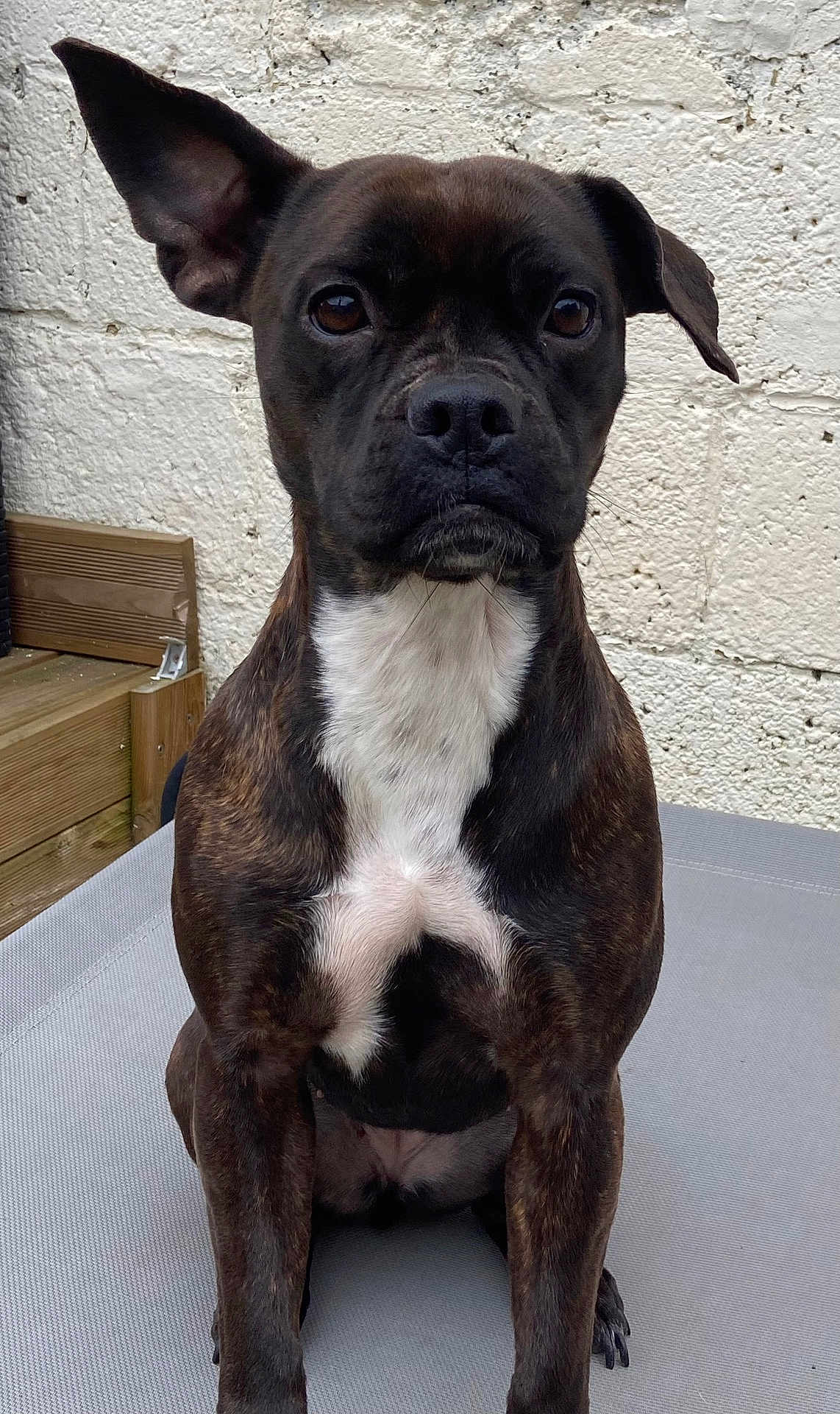 Lana a rejoint le concours — aidez-le/la à gagner de superbes lots ! dog, brindle, pet, animal, sitting, ears, white_chest, portrait, outdoor, brick_wall, wooden_steps, canine, fur, paw, alert, looking_at_camera, companion, domestic_animal, cute, focused