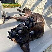 Lana a rejoint le concours — aidez-le/la à gagner de superbes lots ! dog, black_dog, playful, paws, outdoor, sunlight, shadow, patio, white_wall, relaxing, canine, pet, animal, fur, nails, lying_down, close_up, three_dogs, background, texture