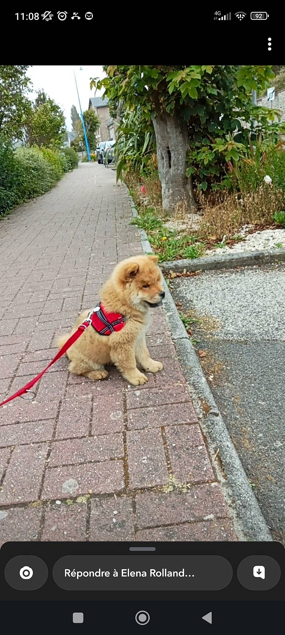 Ulka participe au concours pour gagner de l'argent avec cette photo : asphalt, carnivore, collar, companion_dog, dog, dog_breed, fawn, flooring, grass, leash, mammal, pet_supply, plant, road, road_surface, sidewalk, snout, tail, tree, working_animal