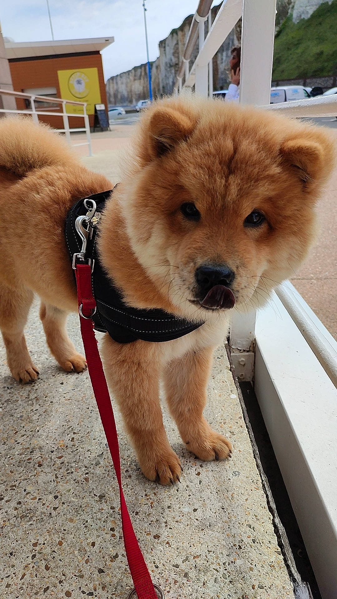 Ulka participe au concours pour gagner de l'argent avec cette photo : ancient_dog_breeds, canidae, carnivore, collar, companion_dog, dog, dog_breed, dog_collar, fawn, fur, german_spitz_mittel, non_sporting_group, pet_supply, snout, spitz, sporting_group, tail, terrestrial_animal, working_animal, working_dog