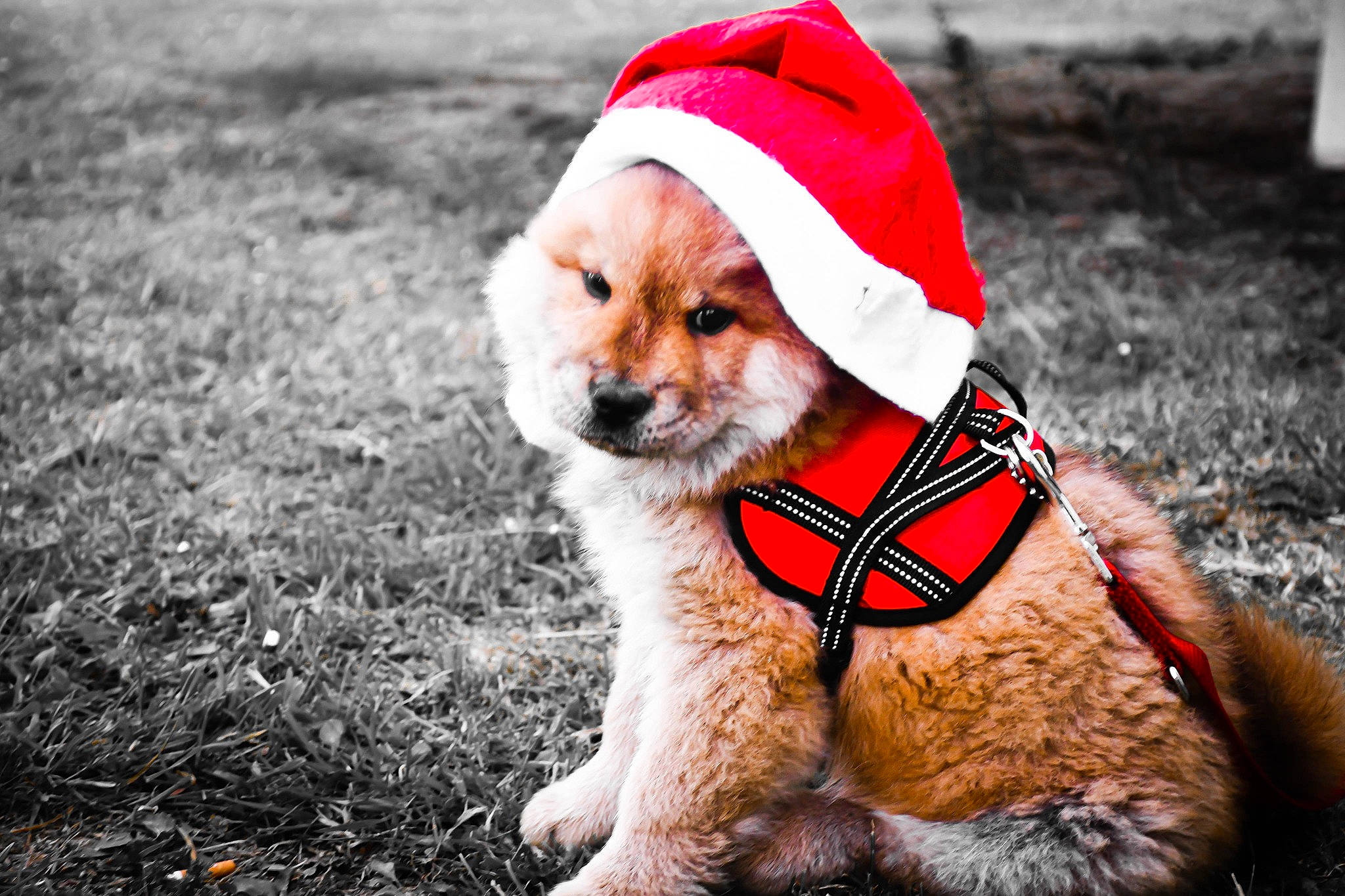 Ulka participe au concours pour gagner de l'argent avec cette photo : carnivore, collar, companion_dog, dog, dog_breed, dog_clothes, dog_collar, dog_supply, fashion_accessory, fawn, fur, grass, hat, leash, pet_supply, small_terrier, snout, terrier, toy_dog, working_animal