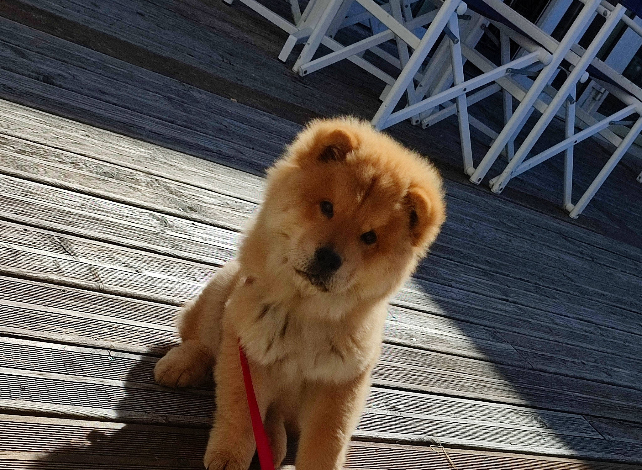 Ulka a rejoint le concours — aidez-le/la à gagner de superbes lots ! canidae, carnivore, companion_dog, dog, dog_breed, fawn, flooring, fur, german_spitz_klein, hardwood, pet_supply, plank, snout, spitz, sporting_group, tail, terrestrial_animal, whiskers, wood, working_animal