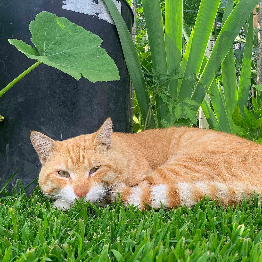 Hoku is registered to the contest to win money with this photo: animal, calm, cat, closeup, cute, domestic_cat, feline, garden, grass, greenery, leaves, nature, orange_tabby, outdoor, pet, plants, relaxation, resting, sleeping, summer