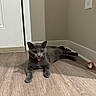cat, gray_cat, tongue_out, floor, wooden_floor, indoor, pet, animal, corner, wall, door, toy, playful, cute, feline, relaxed, home, domestic, mischievous, curious
