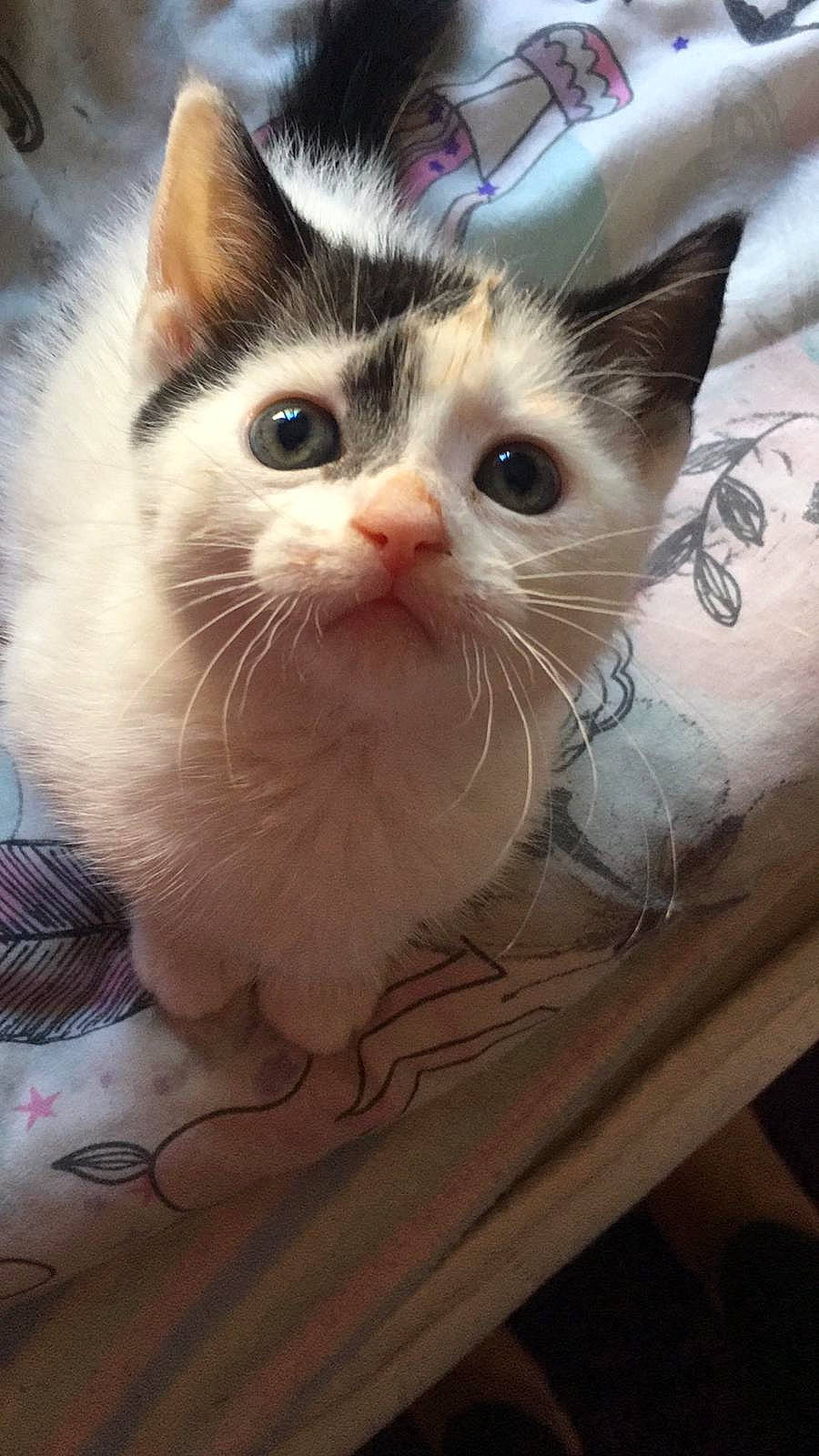 Lottie is registered to the contest to win money with this photo: aegean_cat, asian, carnivore, cat, domestic_short_haired_cat, ear, european_shorthair, fawn, felidae, kitten, mammal, munchkin, ojos_azules, ragdoll, small_to_medium_sized_cats, turkish_van, vertebrate, whiskers