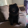 Bear is registered to the contest to win money with this photo: dog, black_dog, fluffy, couch, living_room, indoor, pet, fur, smiling, seated, window, curtains, pillow, radiator, carpet, framed_pictures, cozy, home, animal, tongue_out