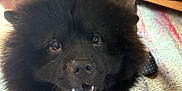 Bear is registered to the contest to win money with this photo: dog, black_dog, party_hat, fluffy, pet, indoor, carpet, striped_rug, smiling, closeup, cute, animal, companion, fur, canine, playful, person, sleeves, colorful, pom_pom