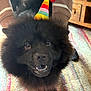 dog, black_dog, party_hat, fluffy, pet, indoor, carpet, striped_rug, smiling, closeup, cute, animal, companion, fur, canine, playful, person, sleeves, colorful, pom_pom