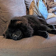Bear is registered to the contest to win money with this photo: dog, sleeping, couch, pillow, indoor, pet, fur, black_dog, cozy, resting, home, animal, canine, relaxed, furniture, living_room, soft, cute, nap, domestic