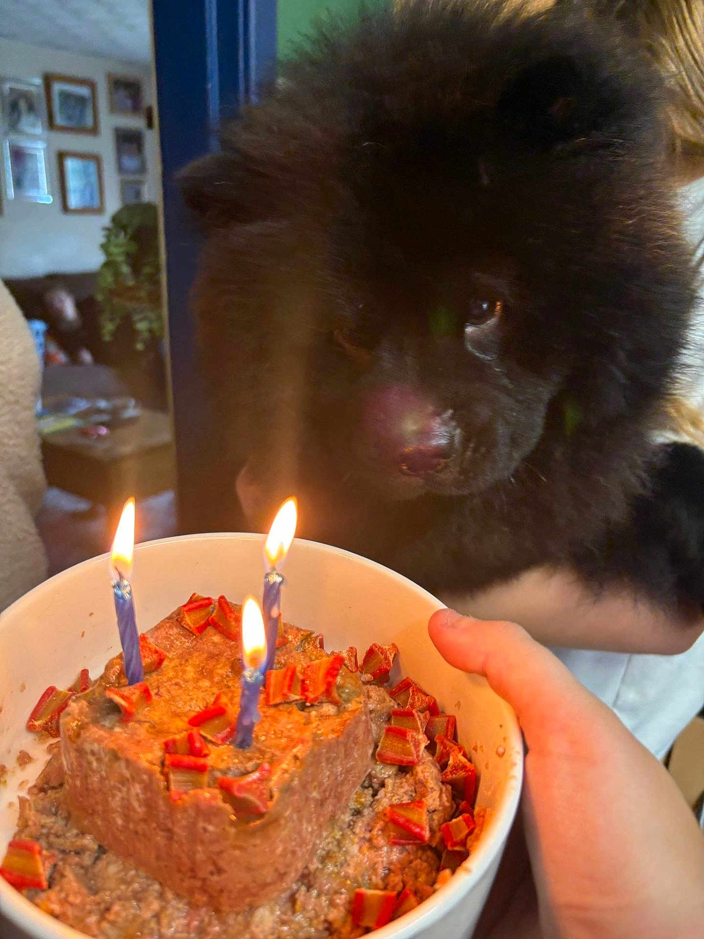 Bear