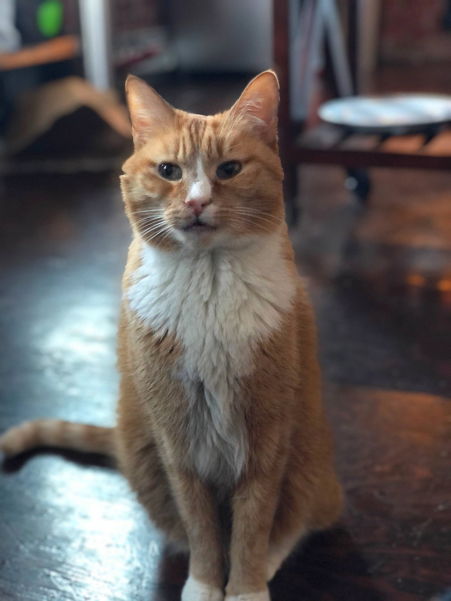Chicky joined the competition — help win amazing prizes! carnivore, cat, claw, domestic_short_haired_cat, door, fawn, felidae, flooring, fur, paw, sitting, small_to_medium_sized_cats, snout, tail, terrestrial_animal, whiskers, wildlife, window, wood