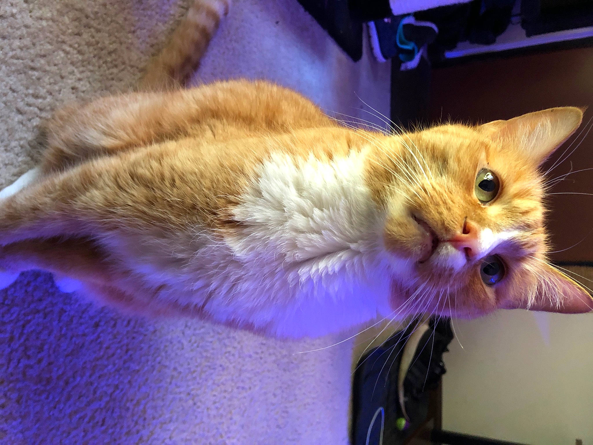 Chicky joined the competition — help win amazing prizes! carnivore, cat, claw, comfort, domestic_short_haired_cat, electric_blue, fawn, felidae, fur, lap, paw, sitting, small_to_medium_sized_cats, snout, tail, whiskers, wood